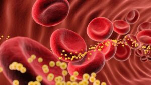 Los probióticos pueden reducir los niveles de colesterol en sangre, como se ilustra en esta imagen de glóbulos rojos y partículas de colesterol. Este efecto es beneficioso para la salud cardiovascular.