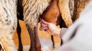 Un productor ordeña una oveja a mano, demostrando el proceso tradicional de obtención de leche de oveja, una práctica que, aunque menos común que la producción de leche de vaca, es valorada por sus beneficios nutricionales y sostenibilidad ambiental.