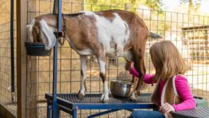 La leche de cabra, obtenida de manera tradicional, es conocida por ser más fácil de digerir y beneficiosa para la flora intestinal.