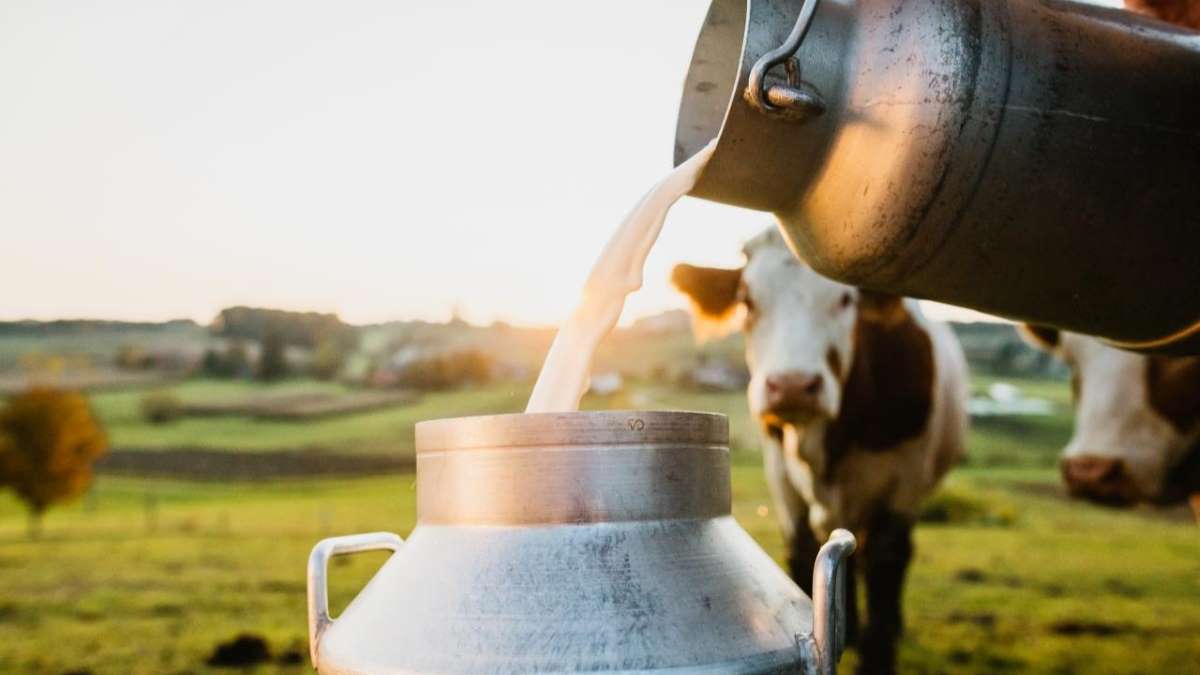 Leche fresca siendo vertida en un recipiente metálico en una granja, con vacas pastando en el fondo. La imagen resalta la frescura y origen natural del producto lácteo.