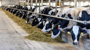 La imagen muestra una fila de vacas lecheras en un establo, consumiendo alimento. La producción convencional de leche, como se observa aquí, puede contribuir a la emisión de gases de efecto invernadero.